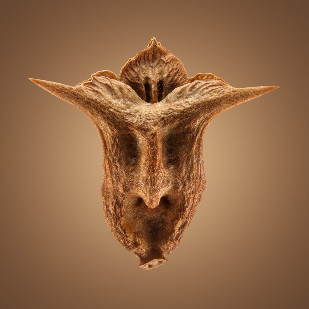 Hitchikers - les graines d'herbe qui collent par Dillon Marsh Hitchikers les graines d herbe qui collent par Dillon Marsh 1 Hitchikers-les-graines-d-herbe-qui-collent-par-Dillon-Marsh-1