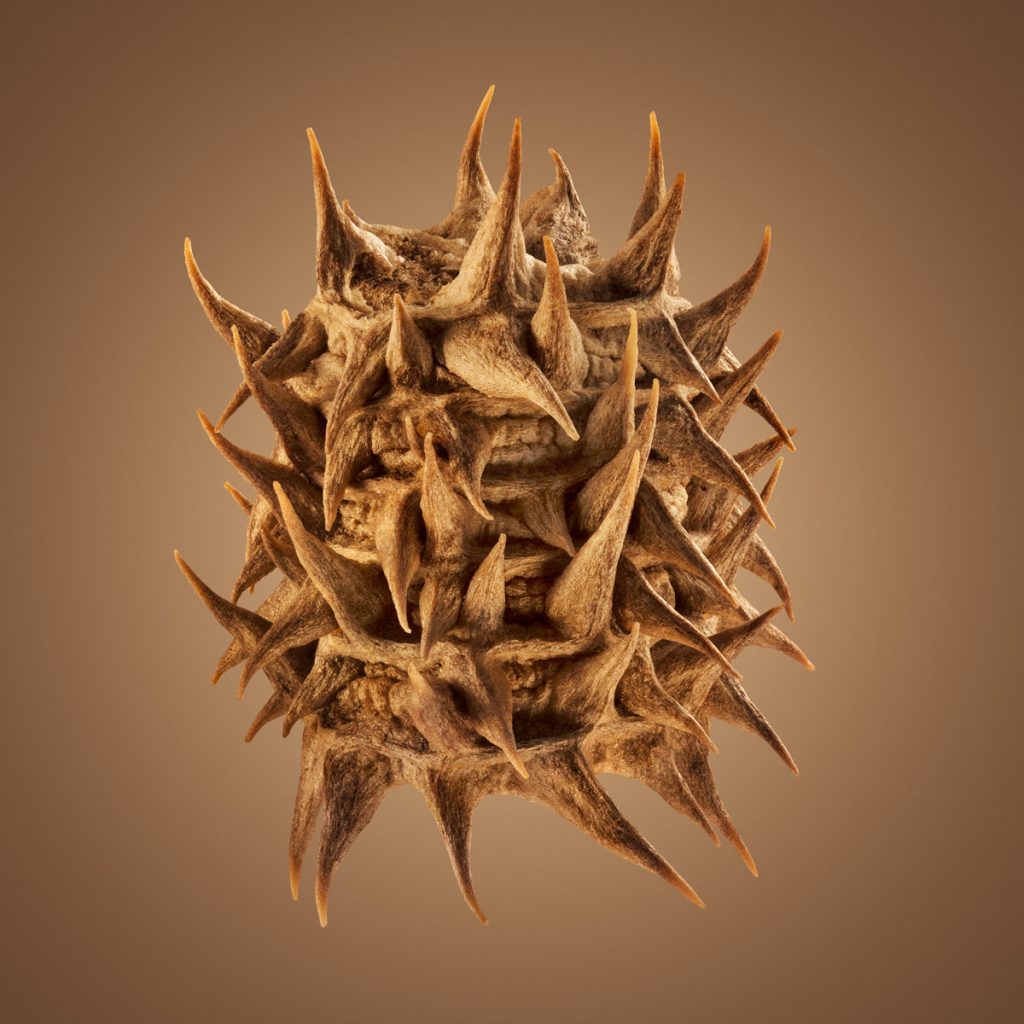 Hitchikers - les graines d'herbe qui collent par Dillon Marsh Hitchikers les graines d herbe qui collent par Dillon Marsh 10 Hitchikers-les-graines-d-herbe-qui-collent-par-Dillon-Marsh-10