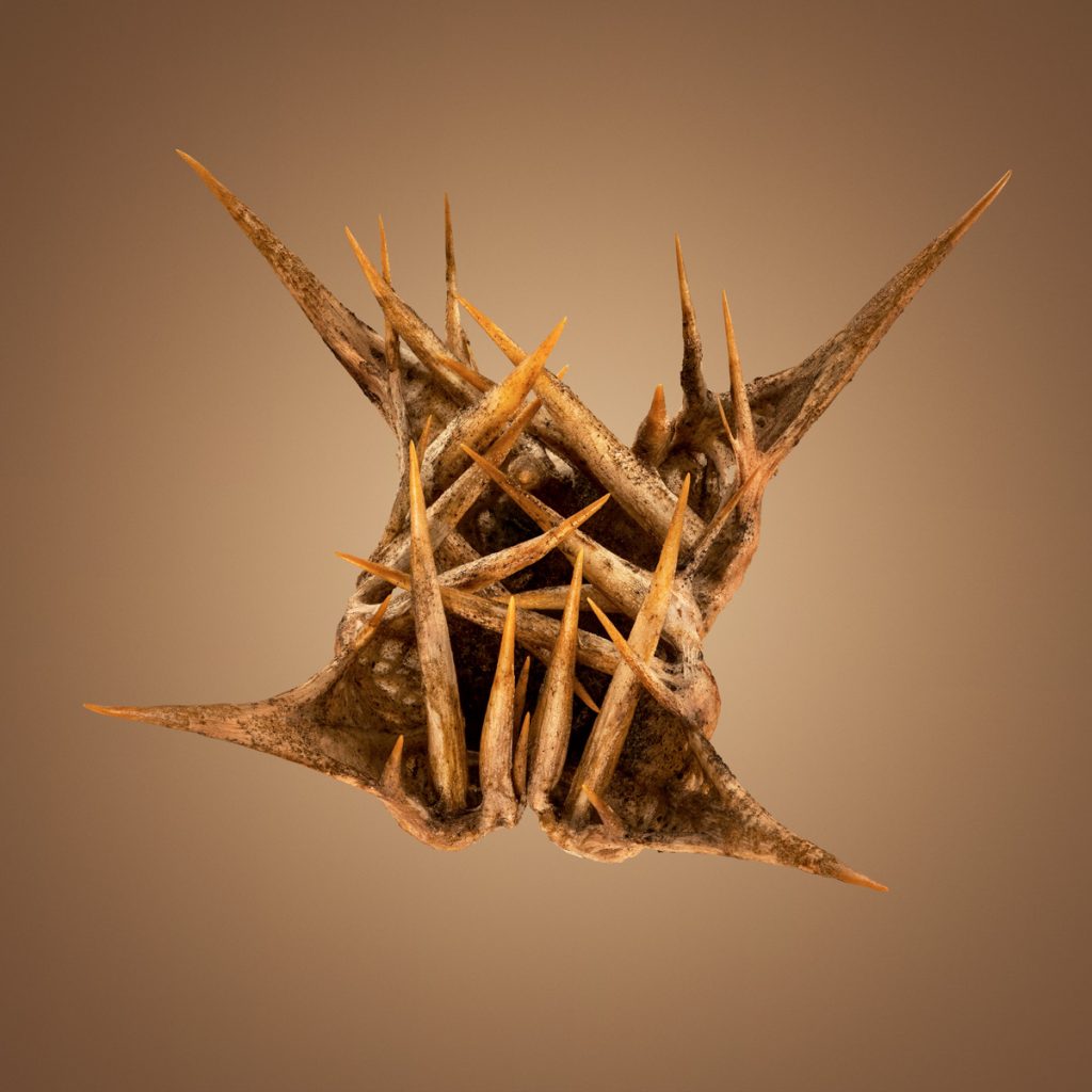 Hitchikers - les graines d'herbe qui collent par Dillon Marsh Hitchikers les graines d herbe qui collent par Dillon Marsh 11 Hitchikers-les-graines-d-herbe-qui-collent-par-Dillon-Marsh-11