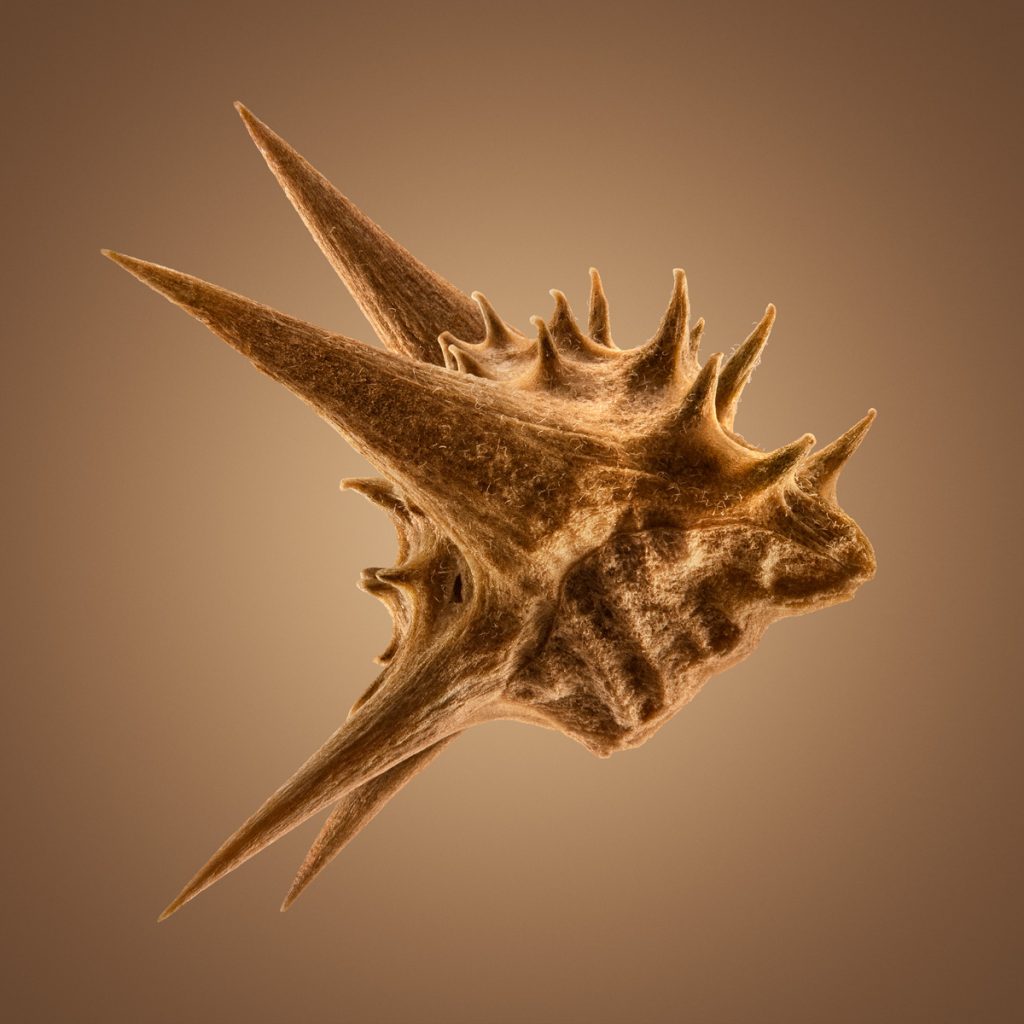 Hitchikers - les graines d'herbe qui collent par Dillon Marsh Hitchikers les graines d herbe qui collent par Dillon Marsh 2 Hitchikers-les-graines-d-herbe-qui-collent-par-Dillon-Marsh-2