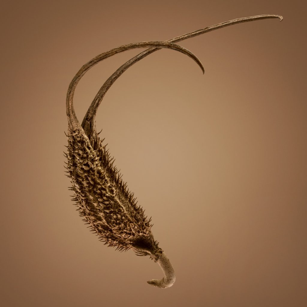 Hitchikers - les graines d'herbe qui collent par Dillon Marsh Hitchikers les graines d herbe qui collent par Dillon Marsh 7 Hitchikers-les-graines-d-herbe-qui-collent-par-Dillon-Marsh-7