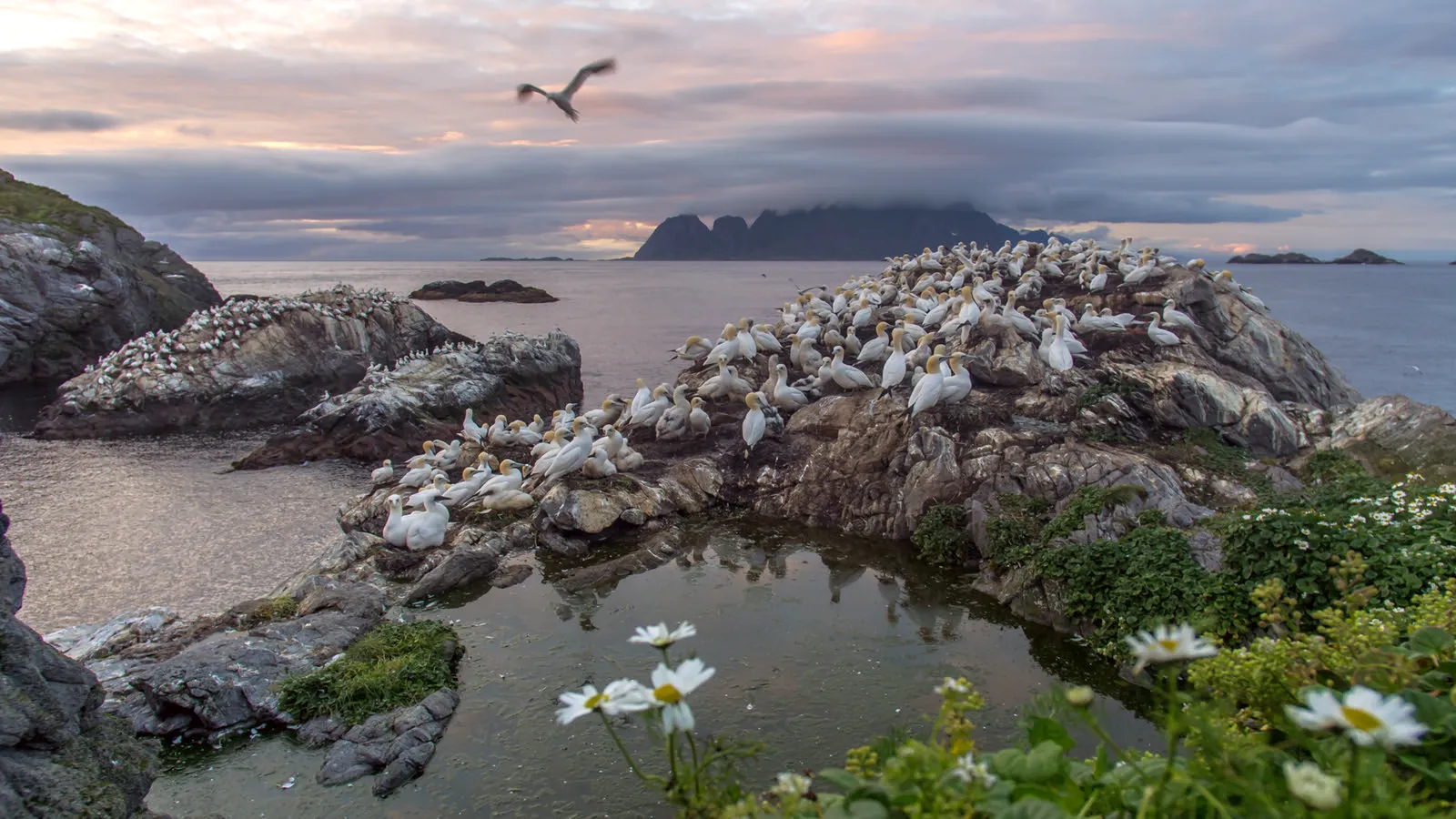 La douceur et la beauté des îles Lofoten, anomalies du cercle arctique La douceur et la beaute des iles Lofoten anomalies du cercle arctique 24 La-douceur-et-la-beaute-des-iles-Lofoten-anomalies-du-cercle-arctique-24