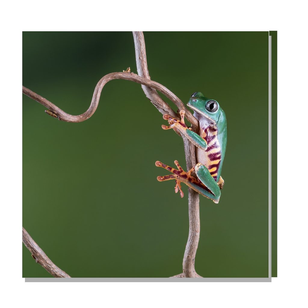 Les délicieuses photos de grenouilles de Helen Haden Les delicieuses photo de grenouilles de Helen Haden 10 Les-delicieuses-photo-de-grenouilles-de-Helen-Haden-10