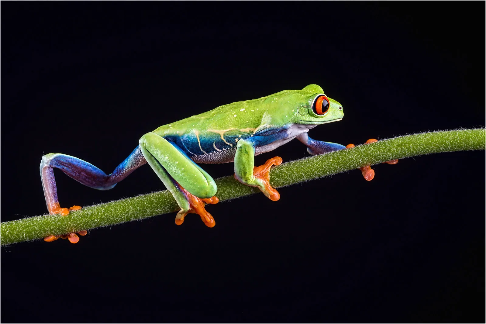 Les délicieuses photos de grenouilles de Helen Haden Les delicieuses photo de grenouilles de Helen Haden 12 Les-delicieuses-photo-de-grenouilles-de-Helen-Haden-12