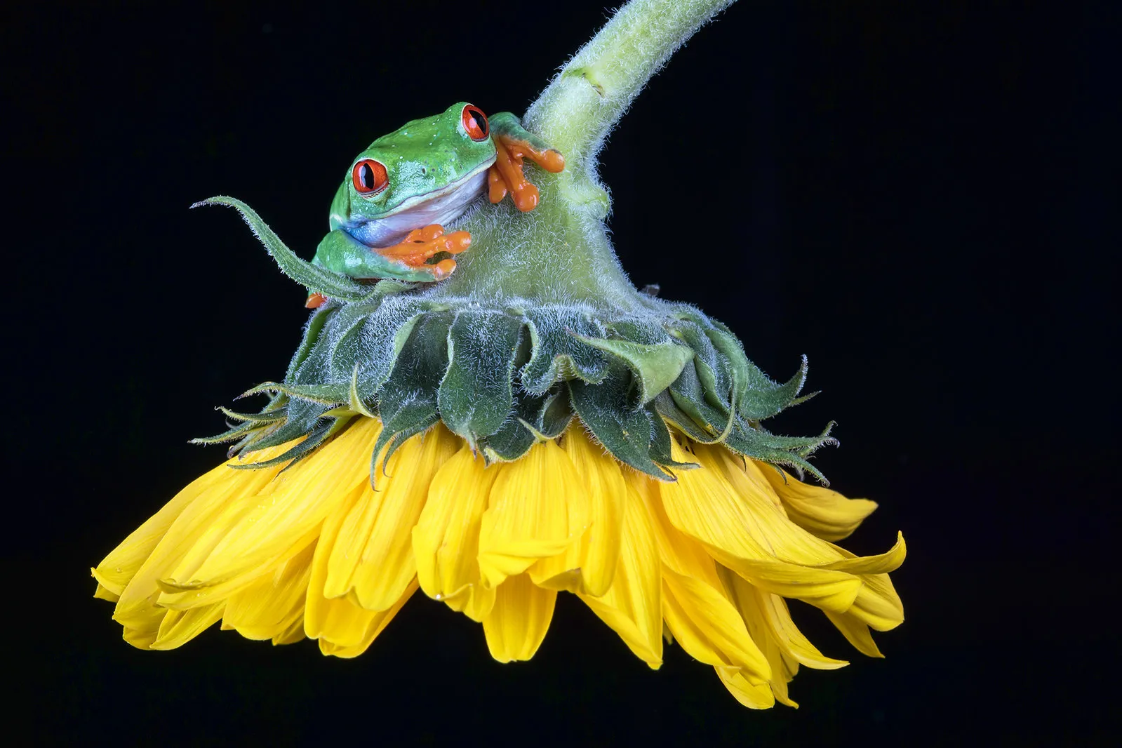 Les délicieuses photos de grenouilles de Helen Haden Les delicieuses photo de grenouilles de Helen Haden 13 Les-delicieuses-photo-de-grenouilles-de-Helen-Haden-13