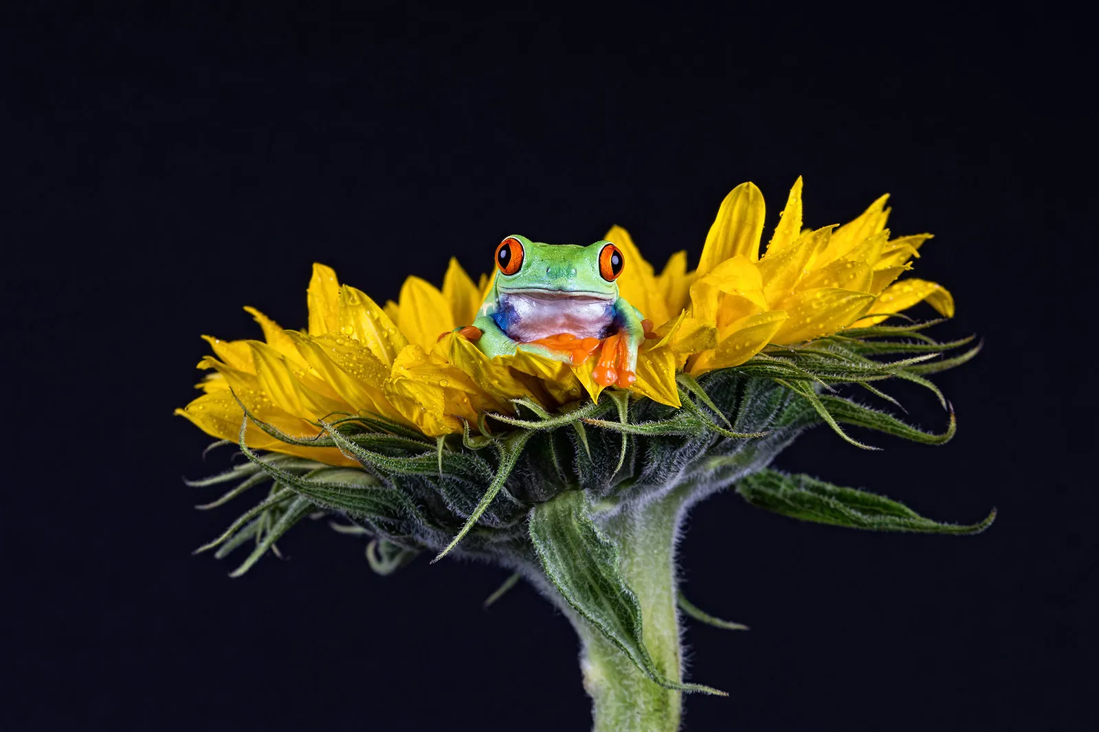 Les délicieuses photos de grenouilles de Helen Haden Les delicieuses photo de grenouilles de Helen Haden 15 Les-delicieuses-photo-de-grenouilles-de-Helen-Haden-15