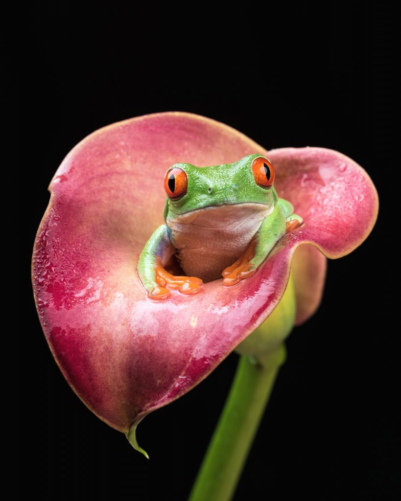 Les délicieuses photos de grenouilles de Helen Haden Les delicieuses photo de grenouilles de Helen Haden 4 Les-delicieuses-photo-de-grenouilles-de-Helen-Haden-4