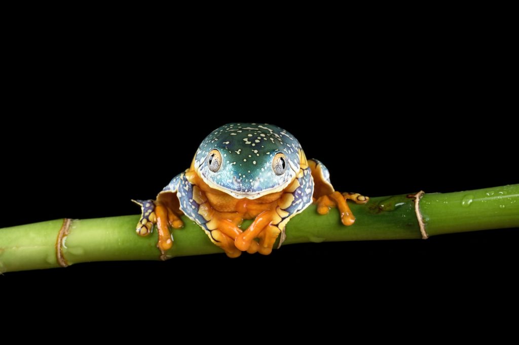 Les délicieuses photos de grenouilles de Helen Haden Les delicieuses photo de grenouilles de Helen Haden 7 Les-delicieuses-photo-de-grenouilles-de-Helen-Haden-7