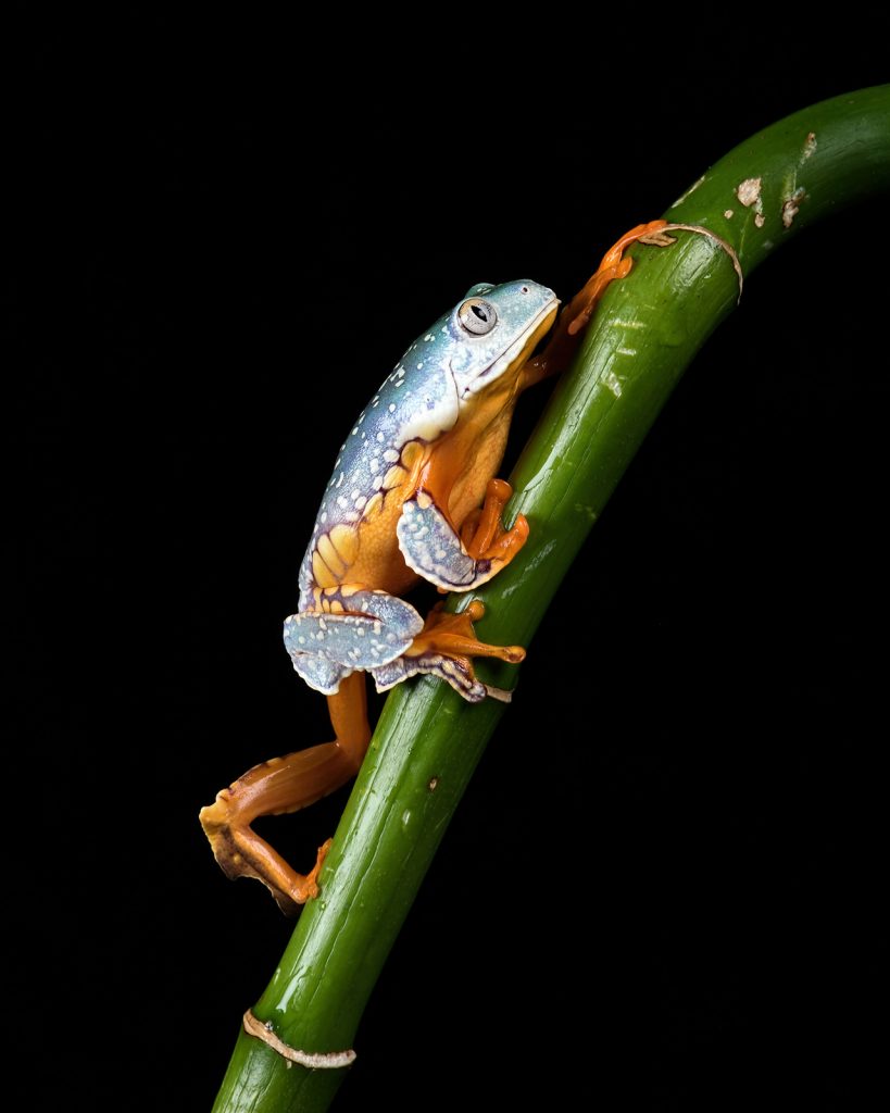 Les délicieuses photos de grenouilles de Helen Haden Les delicieuses photo de grenouilles de Helen Haden 9 Les-delicieuses-photo-de-grenouilles-de-Helen-Haden-9