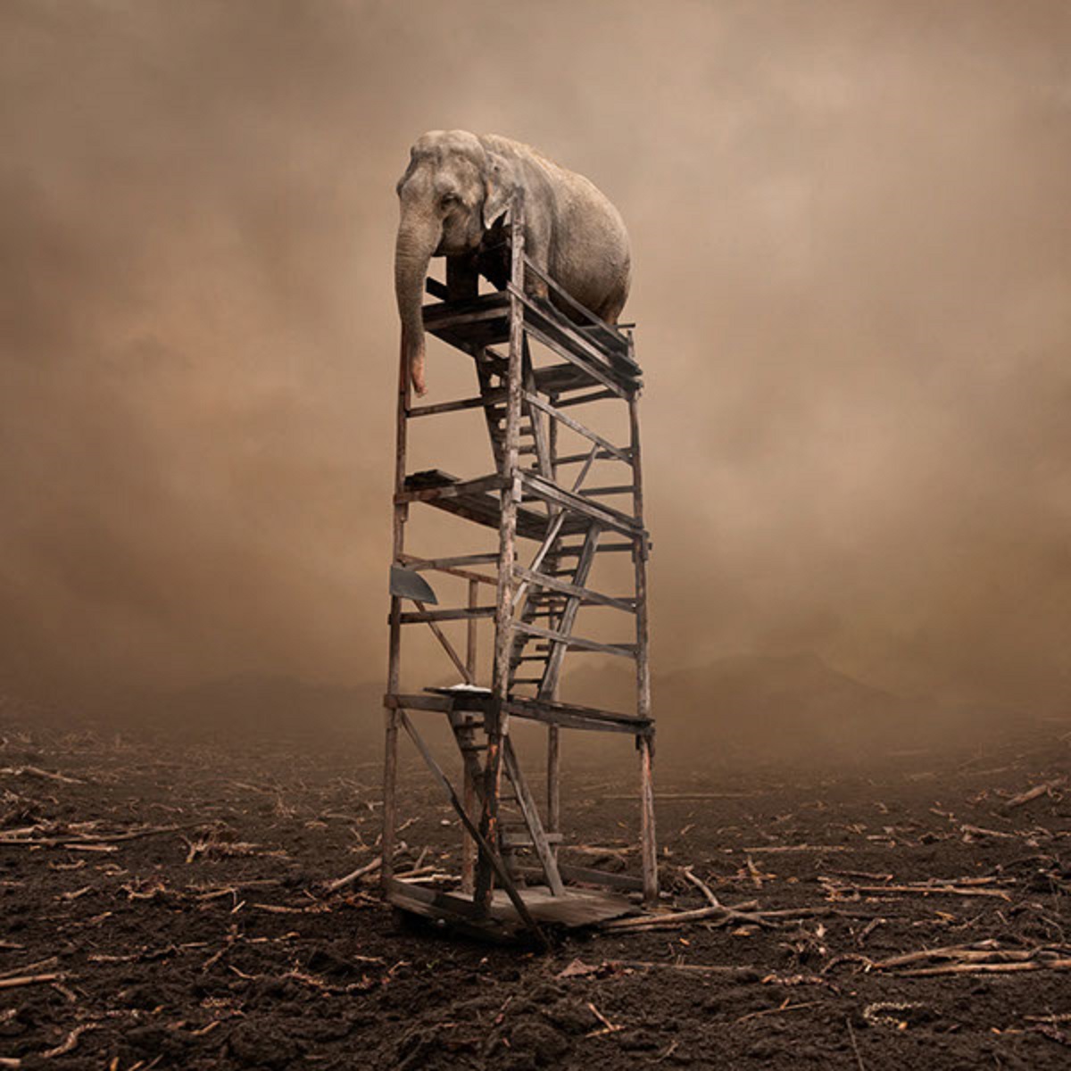 The elephant world: les éléphants surréalistes de Caras Ionut Les elephants surrealistes de Caras Ionut 14 1 Les-elephants-surrealistes-de-Caras-Ionut-14-1