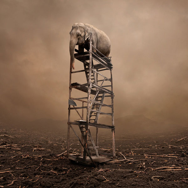 The elephant world: les éléphants surréalistes de Caras Ionut Les elephants surrealistes de Caras Ionut 14 Les-elephants-surrealistes-de-Caras-Ionut-14