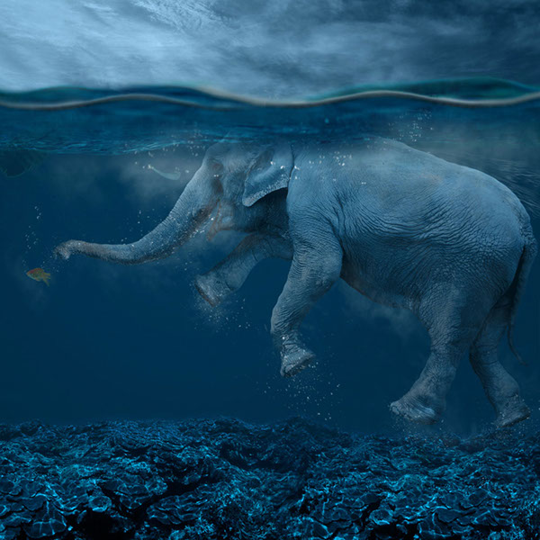 The elephant world: les éléphants surréalistes de Caras Ionut Les elephants surrealistes de Caras Ionut 16 Les-elephants-surrealistes-de-Caras-Ionut-16