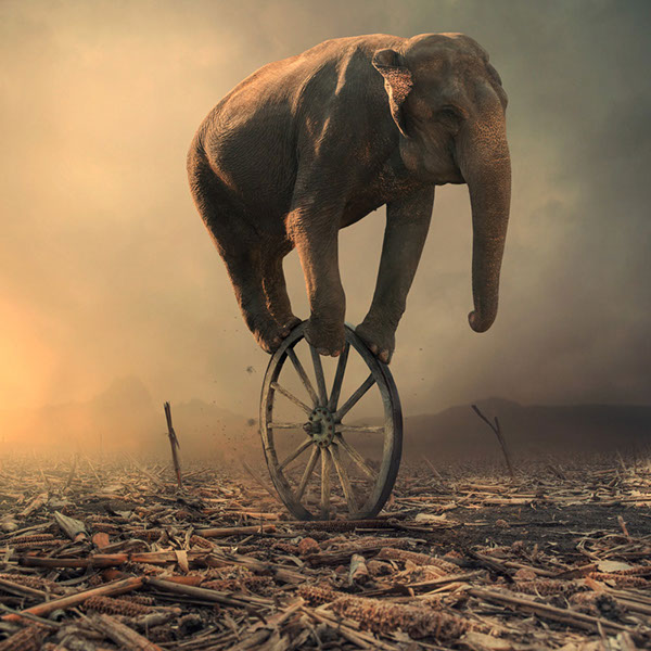 The elephant world: les éléphants surréalistes de Caras Ionut Les elephants surrealistes de Caras Ionut 19 Les-elephants-surrealistes-de-Caras-Ionut-19