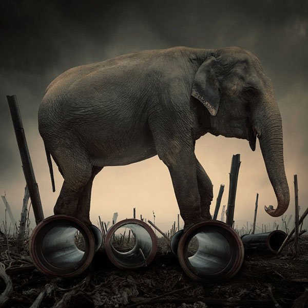 The elephant world: les éléphants surréalistes de Caras Ionut Les elephants surrealistes de Caras Ionut 20 Les-elephants-surrealistes-de-Caras-Ionut-20
