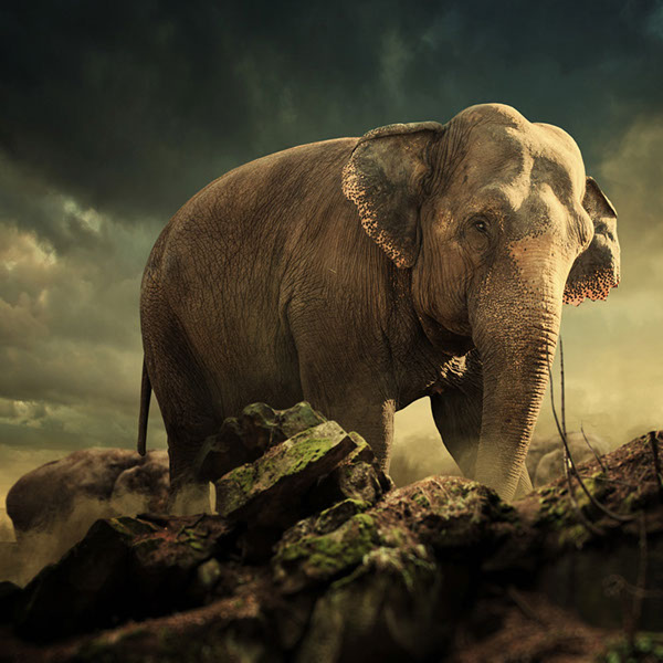 The elephant world: les éléphants surréalistes de Caras Ionut Les elephants surrealistes de Caras Ionut 23 Les-elephants-surrealistes-de-Caras-Ionut-23