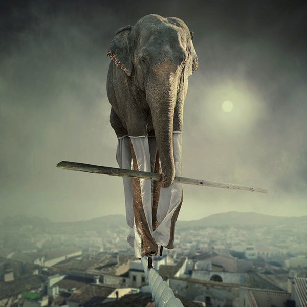 The elephant world: les éléphants surréalistes de Caras Ionut Les elephants surrealistes de Caras Ionut 25 Les-elephants-surrealistes-de-Caras-Ionut-25