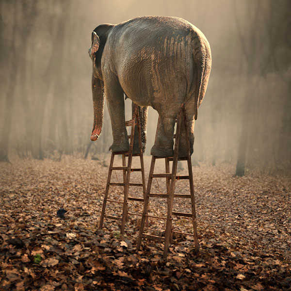 The elephant world: les éléphants surréalistes de Caras Ionut Les elephants surrealistes de Caras Ionut 26 Les-elephants-surrealistes-de-Caras-Ionut-26