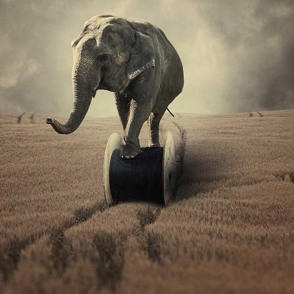 The elephant world: les éléphants surréalistes de Caras Ionut Les elephants surrealistes de Caras Ionut 27 Les-elephants-surrealistes-de-Caras-Ionut-27