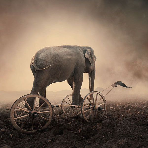 The elephant world: les éléphants surréalistes de Caras Ionut Les elephants surrealistes de Caras Ionut 28 Les-elephants-surrealistes-de-Caras-Ionut-28