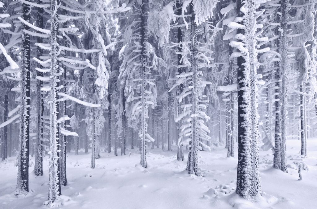 Winter’s Tale - paysages d'hiver par Kilian Schönberger Winter s Tale paysages d hiver par Kilian Schonberger 4 Winter-s-Tale-paysages-d-hiver-par-Kilian-Schonberger-4