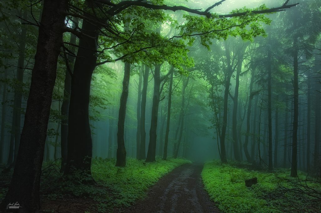 Des chemins forestiers mystiques par Janek Sedlar des chemins forestiers mystiques par Janek Sedlar 1 des-chemins-forestiers-mystiques-par-Janek-Sedlar-1