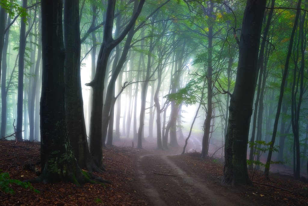 Des chemins forestiers mystiques par Janek Sedlar des chemins forestiers mystiques par Janek Sedlar 2 des-chemins-forestiers-mystiques-par-Janek-Sedlar-2