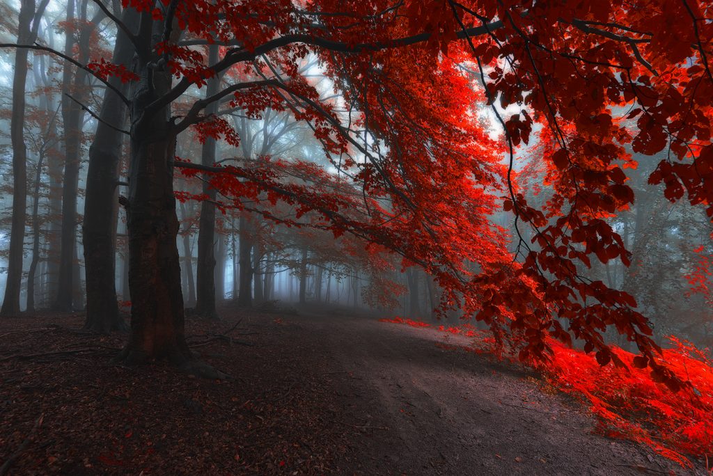 Des chemins forestiers mystiques par Janek Sedlar des chemins forestiers mystiques par Janek Sedlar 4 des-chemins-forestiers-mystiques-par-Janek-Sedlar-4