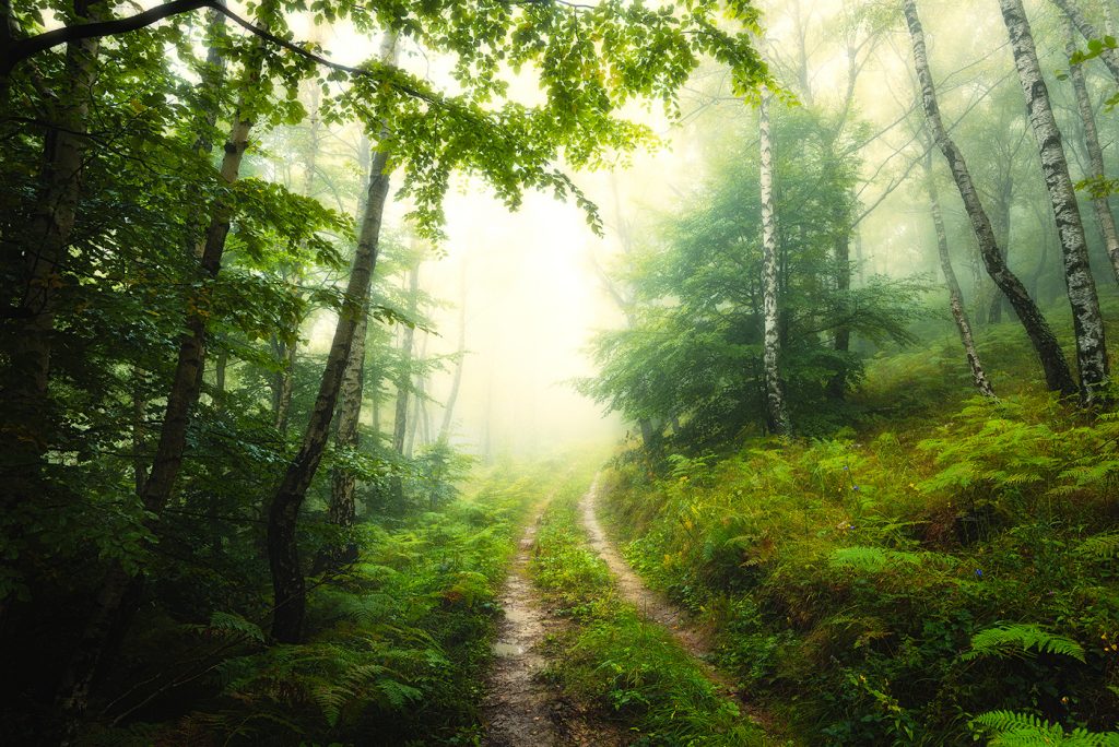 Des chemins forestiers mystiques par Janek Sedlar des chemins forestiers mystiques par Janek Sedlar 5 des-chemins-forestiers-mystiques-par-Janek-Sedlar-5