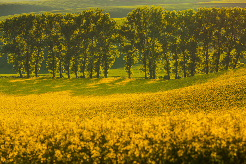 Les champs de Moravie par Mikolaj Gospodarek les champs de Moravie par Mikolaj Gospodarek 10 les-champs-de-Moravie-par-Mikolaj-Gospodarek-10