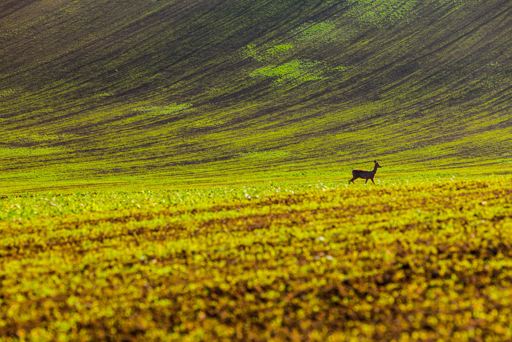 Les champs de Moravie par Mikolaj Gospodarek les champs de Moravie par Mikolaj Gospodarek 7 les-champs-de-Moravie-par-Mikolaj-Gospodarek-7