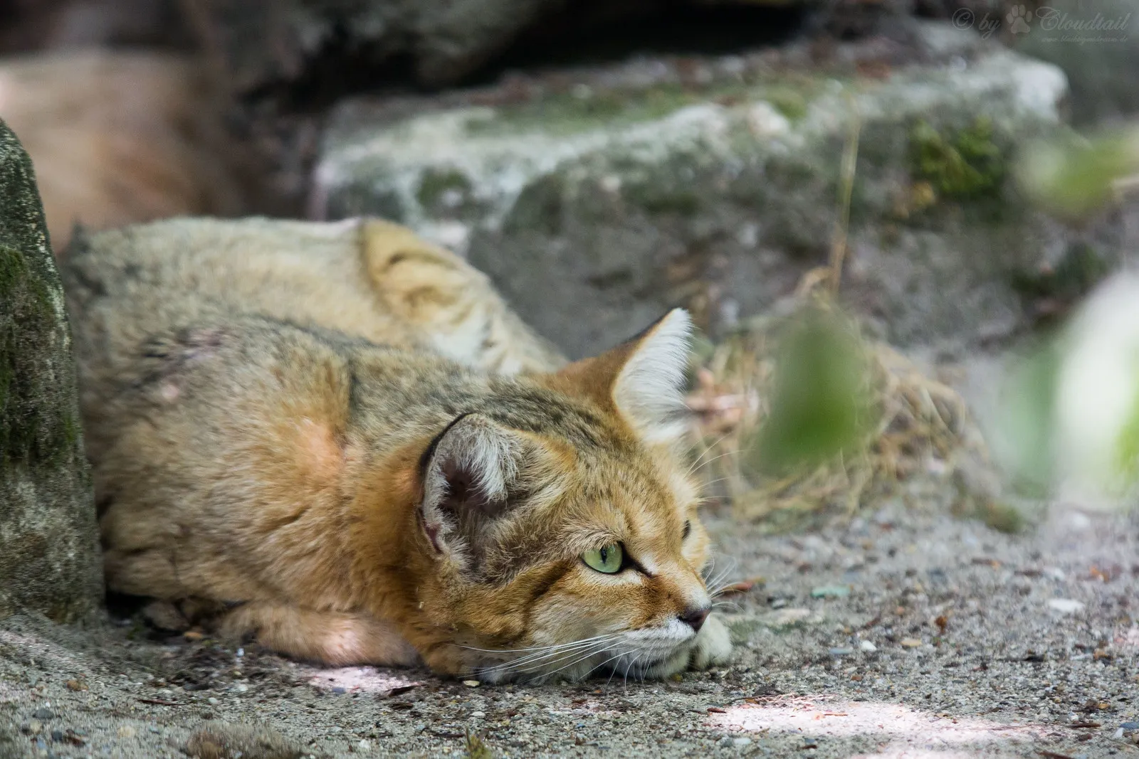 Felis margarita : le chat des sables, félin mystérieux du désert Felis margarita le chat des sables desert chat magritte 5 Felis-margarita-le-chat-des-sables-desert-chat-magritte-5