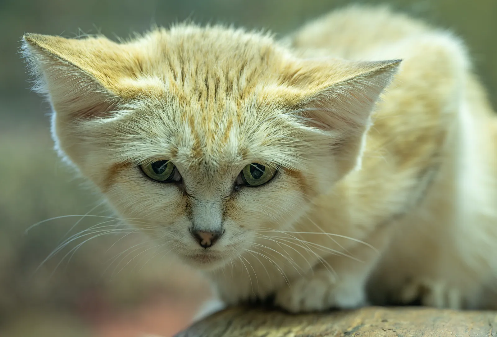 Felis margarita : le chat des sables, félin mystérieux du désert Felis margarita le chat des sables desert chat magritte 8 Felis-margarita-le-chat-des-sables-desert-chat-magritte-8