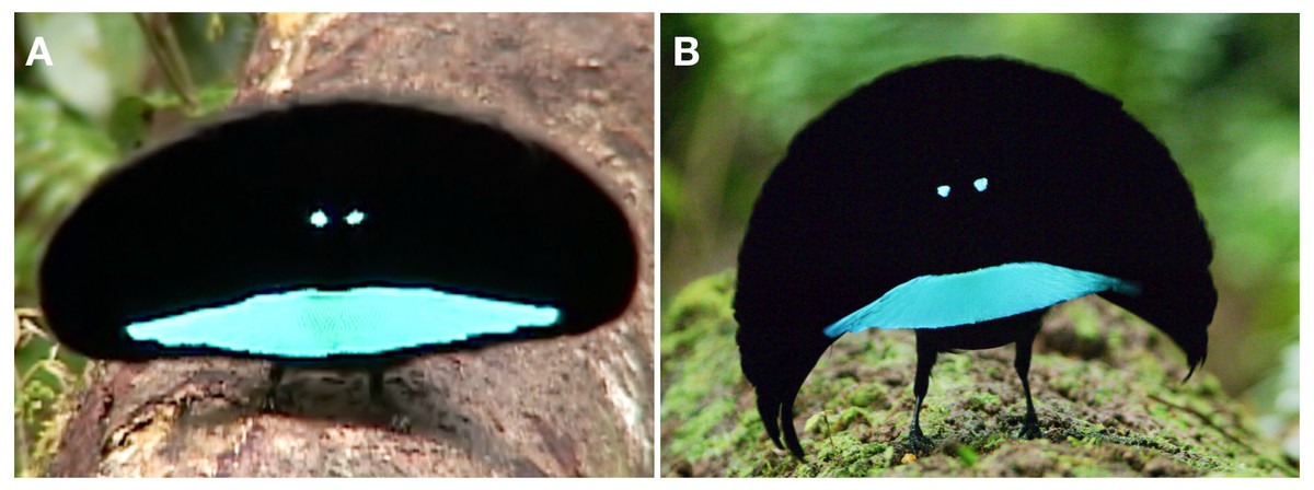 La spectaculaire danse nuptiale du paradisier superbe La spectaculaire danse nuptiale du paradisier superbe 1 La-spectaculaire-danse-nuptiale-du-paradisier-superbe-1