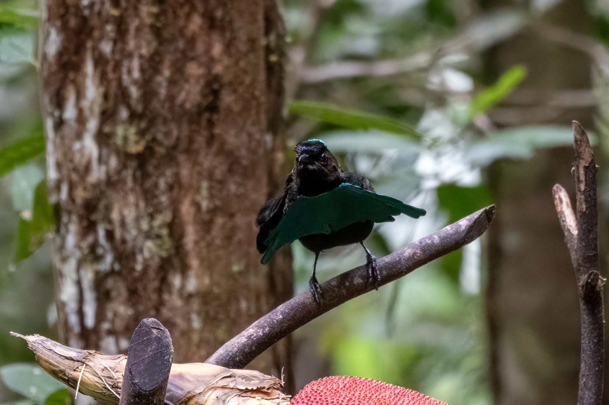 La spectaculaire danse nuptiale du paradisier superbe La spectaculaire danse nuptiale du paradisier superbe 3 La-spectaculaire-danse-nuptiale-du-paradisier-superbe-3