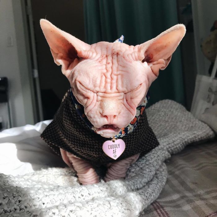 Loki le chat sphynx grincheux au grand cœur Loki le chat sphynx grincheux 4 Loki-le-chat-sphynx-grincheux-4