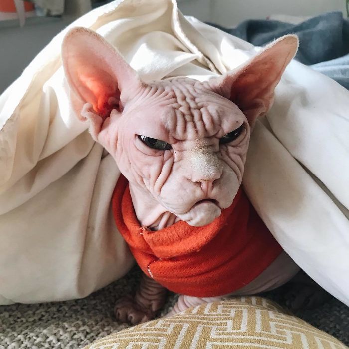 Loki le chat sphynx grincheux au grand cœur Loki le chat sphynx grincheux 6 Loki-le-chat-sphynx-grincheux-6