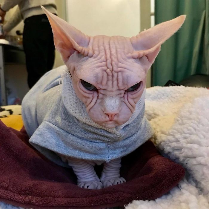 Loki le chat sphynx grincheux au grand cœur Loki le chat sphynx grincheux 8 Loki-le-chat-sphynx-grincheux-8