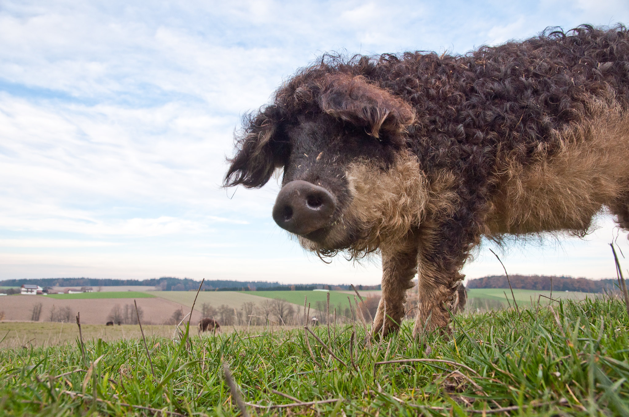 Le Mangalitza ou cochon laineux Mangalitza cochon laineux porc mouton mouchon 1 Mangalitza-cochon-laineux-porc-mouton-mouchon-1