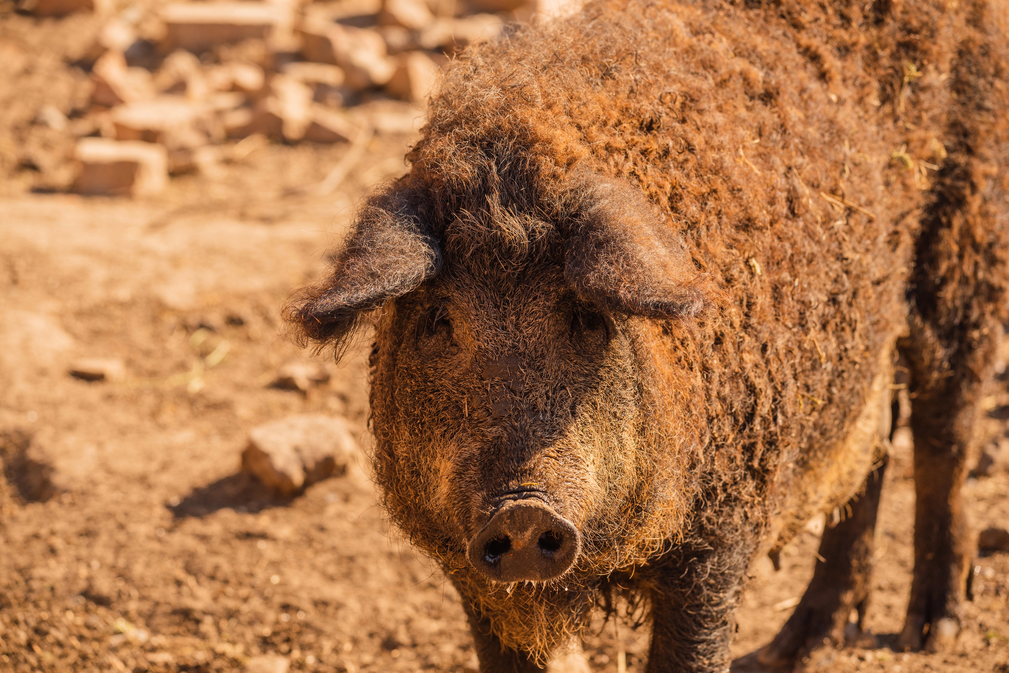 Le Mangalitza ou cochon laineux Mangalitza cochon laineux porc mouton mouchon 10 Mangalitza-cochon-laineux-porc-mouton-mouchon-10