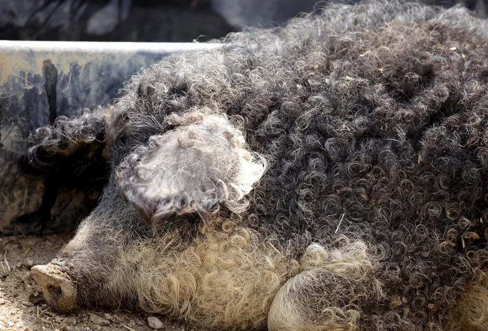 Le Mangalitza ou cochon laineux Mangalitza cochon laineux porc mouton mouchon 2 Mangalitza-cochon-laineux-porc-mouton-mouchon-2