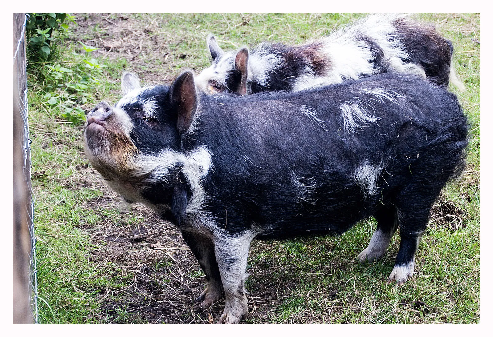 Le Mangalitza ou cochon laineux Mangalitza cochon laineux porc mouton mouchon 5 Mangalitza-cochon-laineux-porc-mouton-mouchon-5