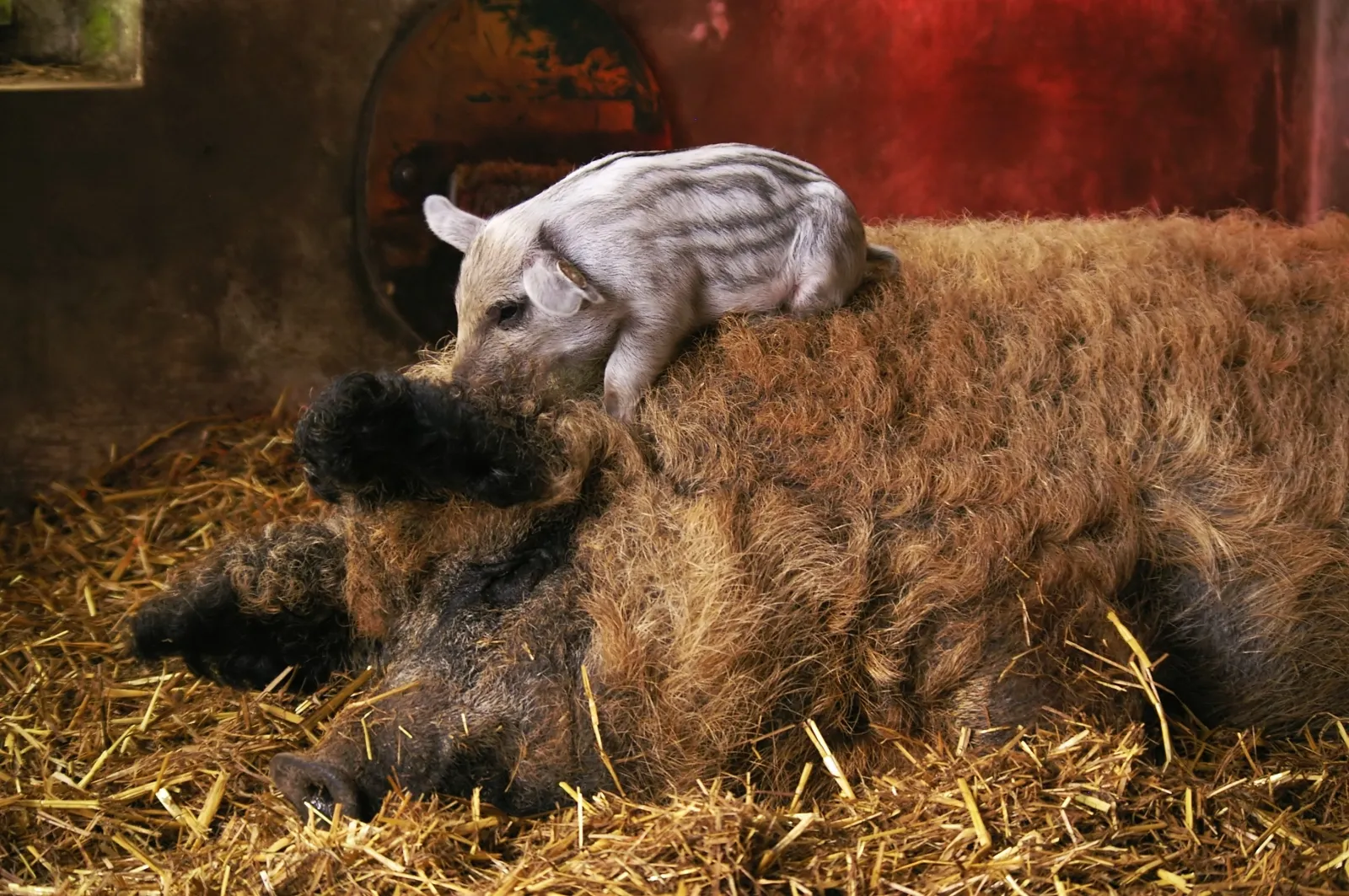 Le Mangalitza ou cochon laineux Mangalitza cochon laineux porc mouton mouchon 6 Mangalitza-cochon-laineux-porc-mouton-mouchon-6