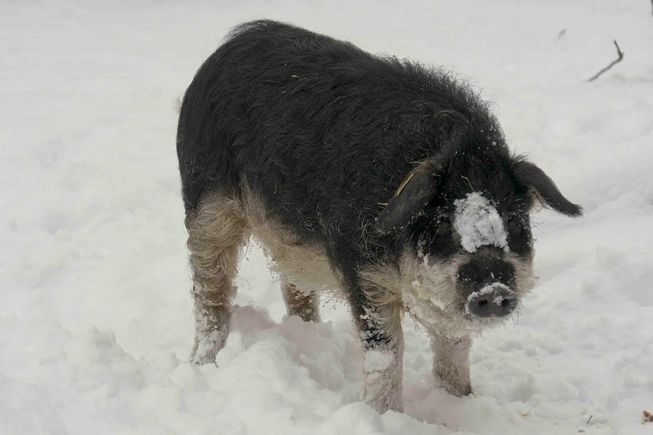 Le Mangalitza ou cochon laineux Mangalitza cochon laineux porc mouton mouchon 7 Mangalitza-cochon-laineux-porc-mouton-mouchon-7