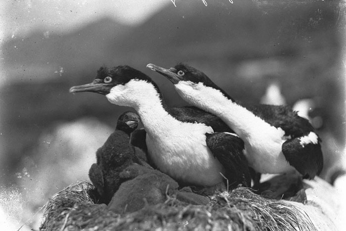 L’expédition antarctique australasienne de Douglas Mawson : une aventure glaciale en images d’archives Des cliches de la premiere expedition antarctique australienne il y a 100 ans 14 Des-cliches-de-la-premiere-expedition-antarctique-australienne-il-y-a-100-ans-14