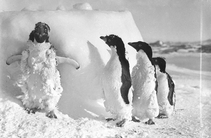 L’expédition antarctique australasienne de Douglas Mawson : une aventure glaciale en images d’archives Des cliches de la premiere expedition antarctique australienne il y a 100 ans 3 Des-cliches-de-la-premiere-expedition-antarctique-australienne-il-y-a-100-ans-3