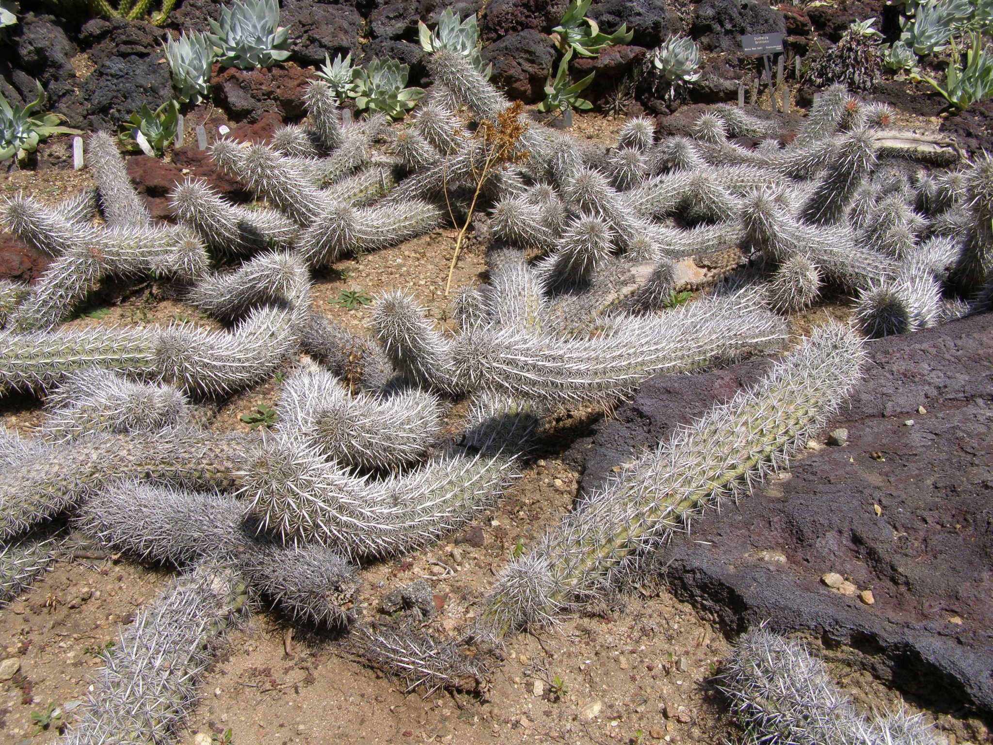 Le cactus diable rampant sacrifie ses parties anciennes pour se deplacer 1 Le cactus diable rampant sacrifie ses parties anciennes pour se deplacer 1