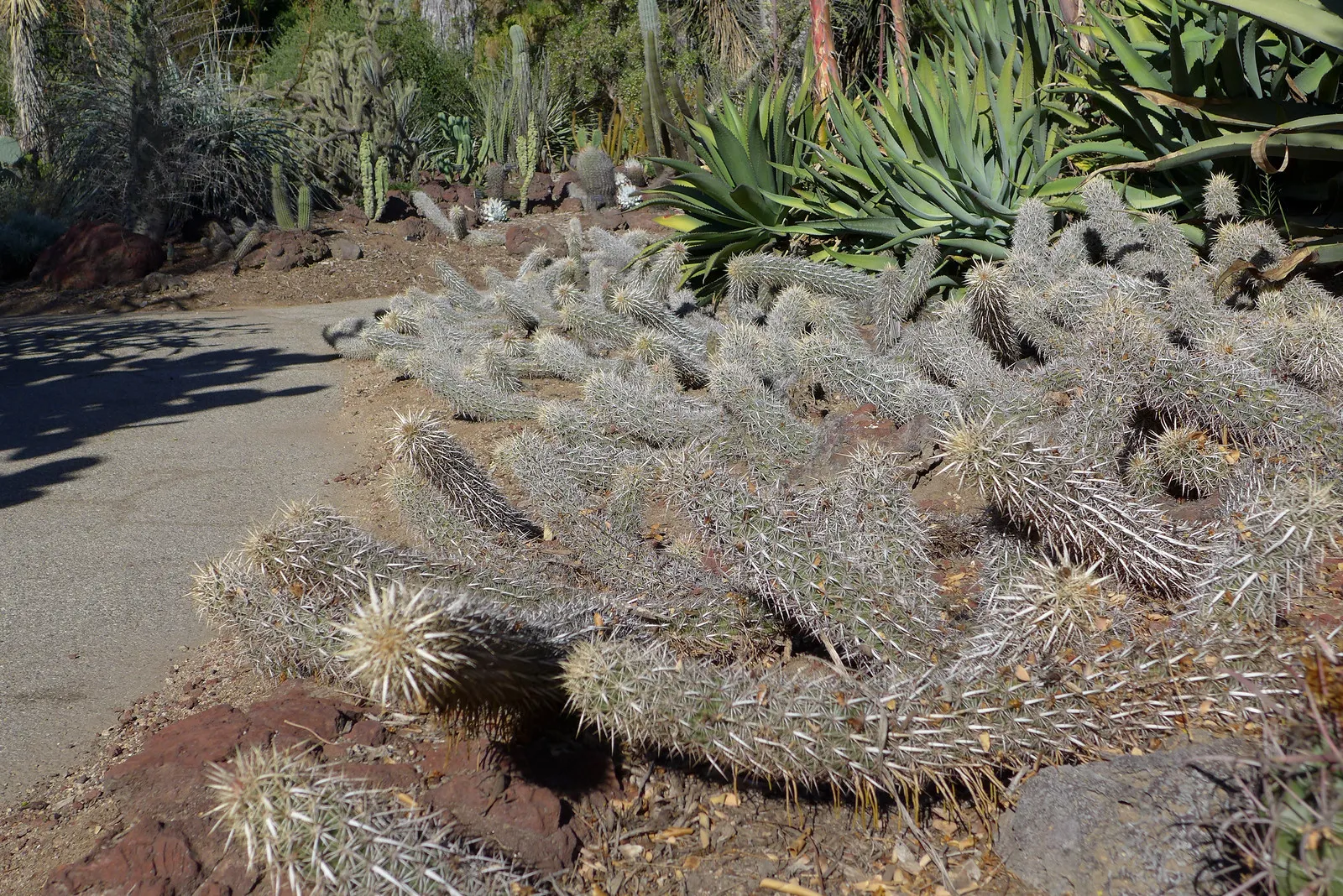 Le cactus diable rampant sacrifie ses parties anciennes pour se deplacer 2 Le cactus diable rampant sacrifie ses parties anciennes pour se deplacer 2
