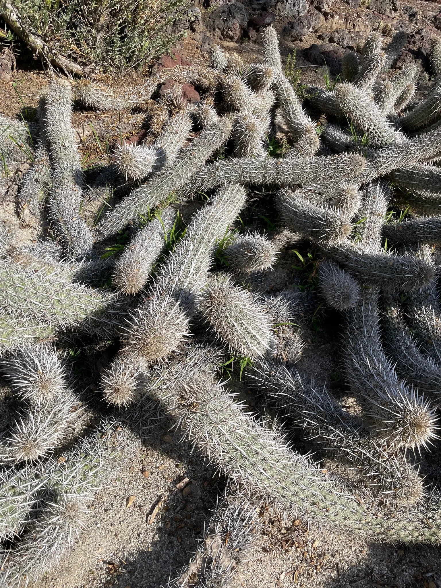 Le cactus diable rampant sacrifie ses parties anciennes pour se deplacer 3 Le cactus diable rampant sacrifie ses parties anciennes pour se deplacer 3