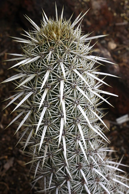 Le cactus diable rampant “avance” en se sacrifiant : Stenocereus eruca, le faux cactus marcheur… et vrai champion du clonage Le cactus diable rampant sacrifie ses parties anciennes pour se deplacer 5 Le-cactus-diable-rampant-sacrifie-ses-parties-anciennes-pour-se-deplacer-5