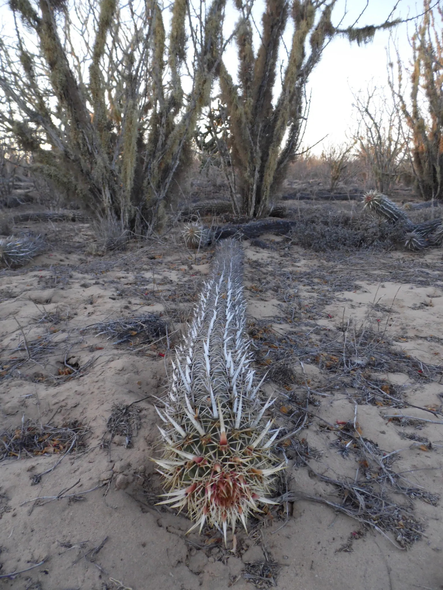 Le cactus diable rampant sacrifie ses parties anciennes pour se deplacer 5 Le cactus diable rampant sacrifie ses parties anciennes pour se deplacer 5